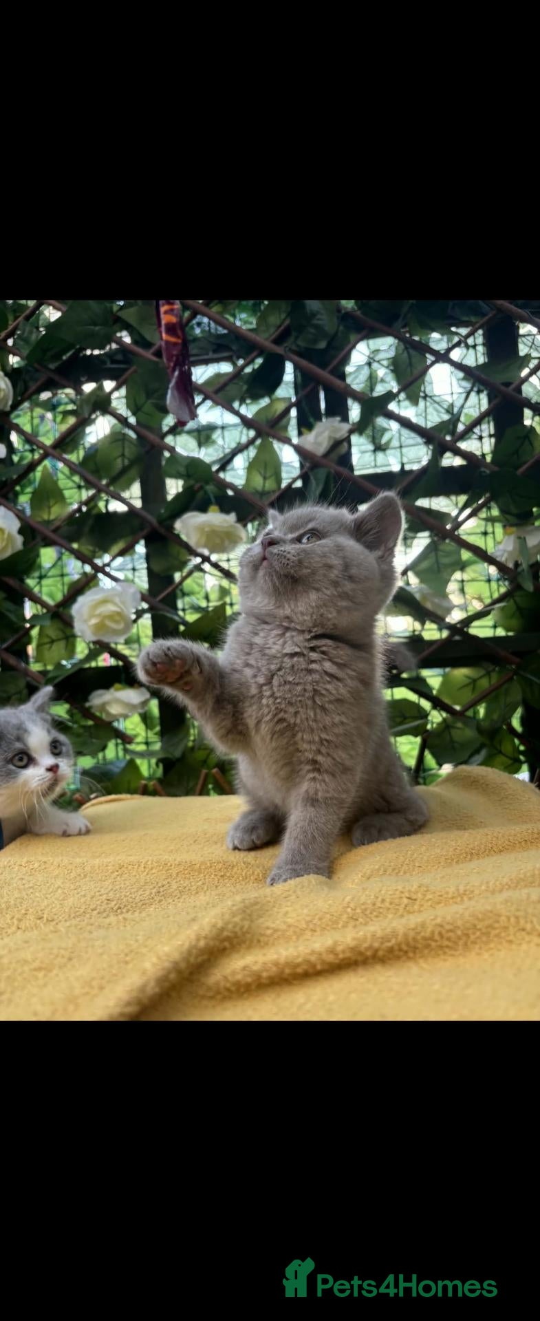 British Shorthair cats Still available Full British shorthairs ready now  - Advert 2