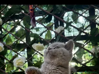 British Shorthair cats Still available Full British shorthairs ready now - Advert 2