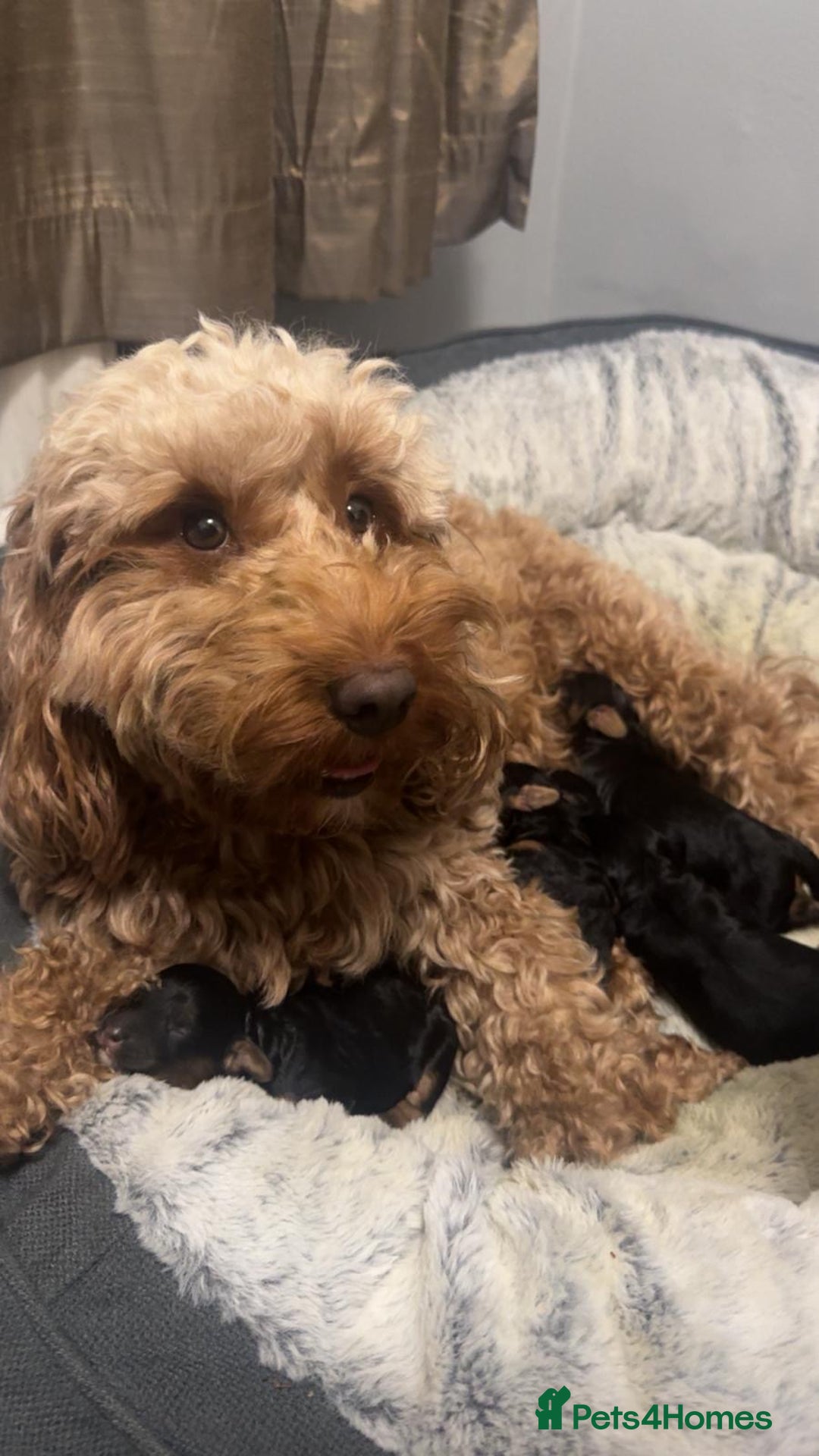 Cockapoo dogs for sale: Cockapoo puppies - Advert 4