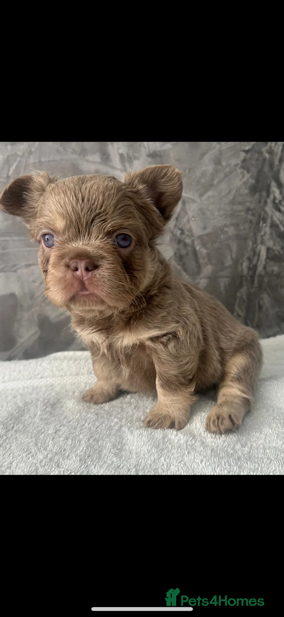 French Bulldog dogs for sale: FRENCH BULLDOGS - FLUFFY - Advert 1