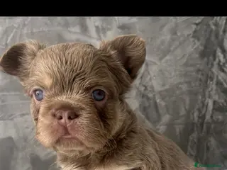 French Bulldog dogs FRENCH BULLDOGS - FLUFFY - Advert 1