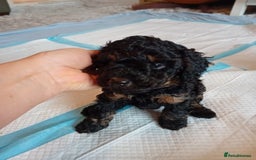 Cockapoo dogs for sale: Gorgeous F1B cockapoo  - Advert 24