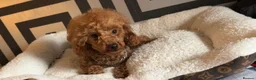 Maltipoo dogs for sale: MALTIPOOS!!! - Advert 9
