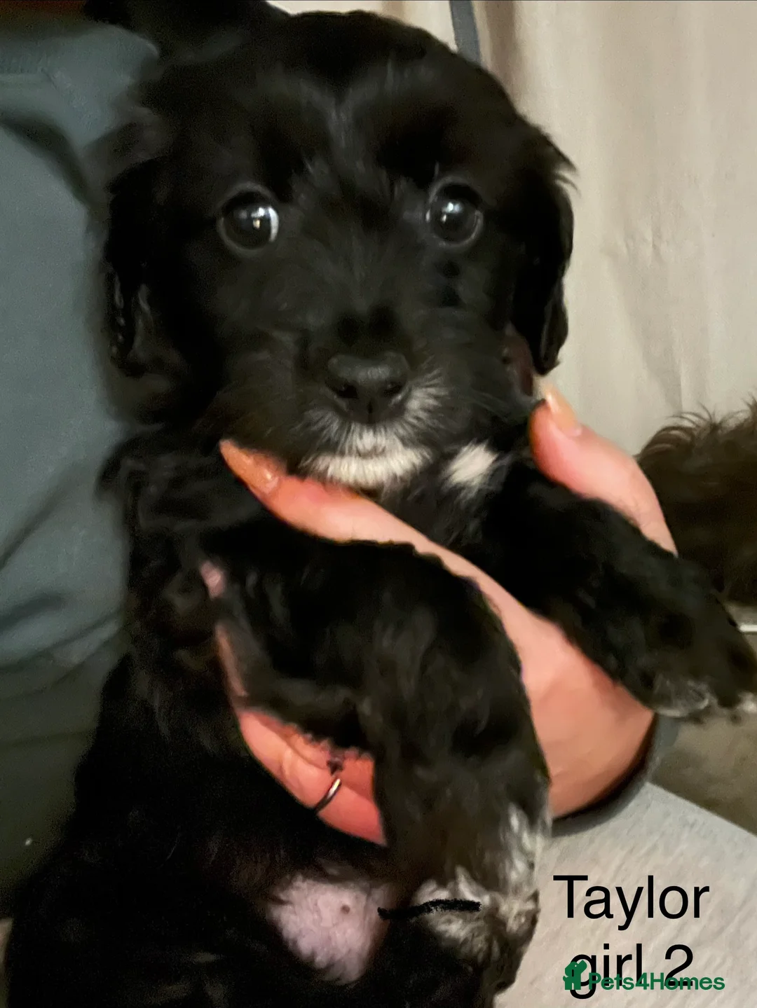 Mixed Breed dogs for sale: AMAZING JR X ZUSCHON PUPS - Advert 5