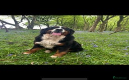 Bernese Mountain Dog dogs for sale: Kc Reg Bernese mountain dogs  - Image 25