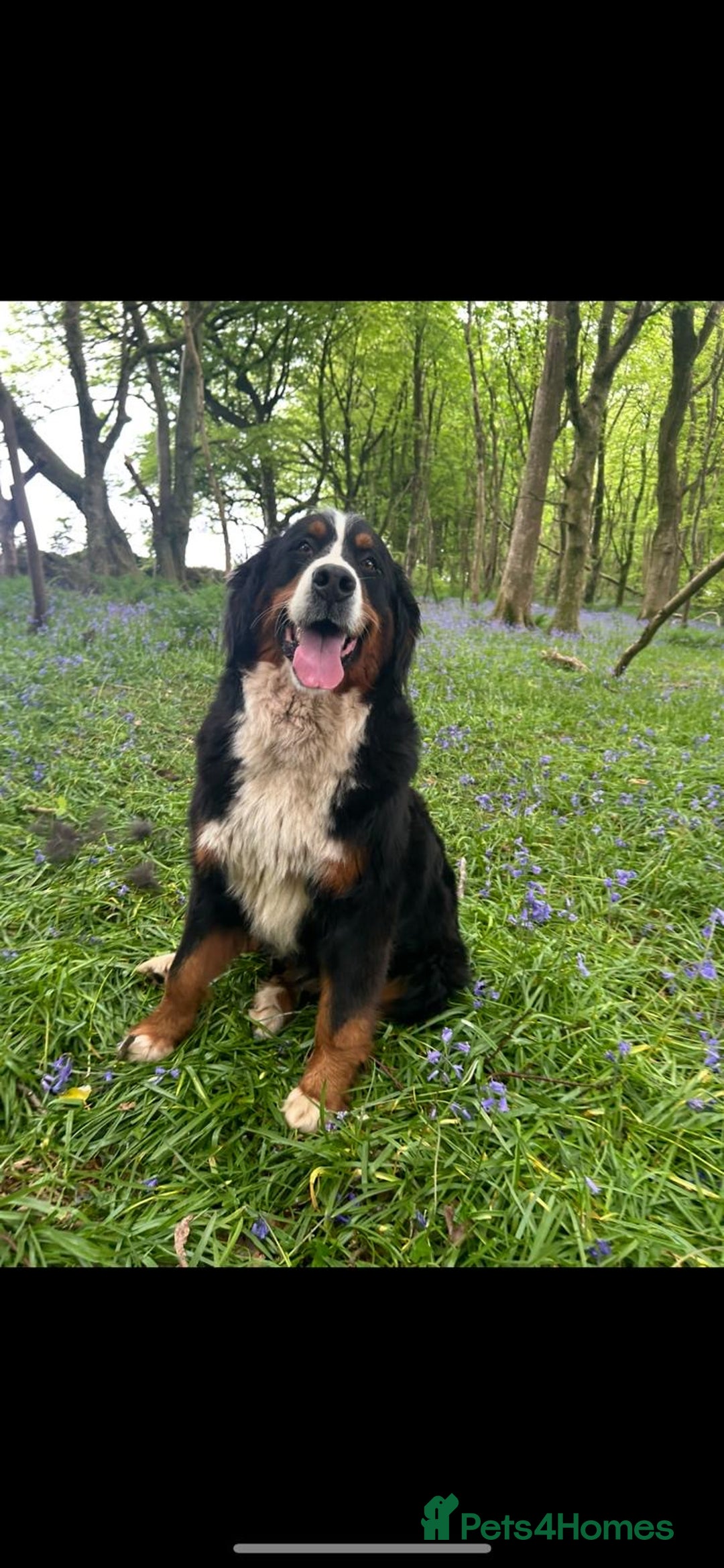Bernese Mountain Dog dogs for sale: Kc Reg Bernese mountain dogs  - Image 25