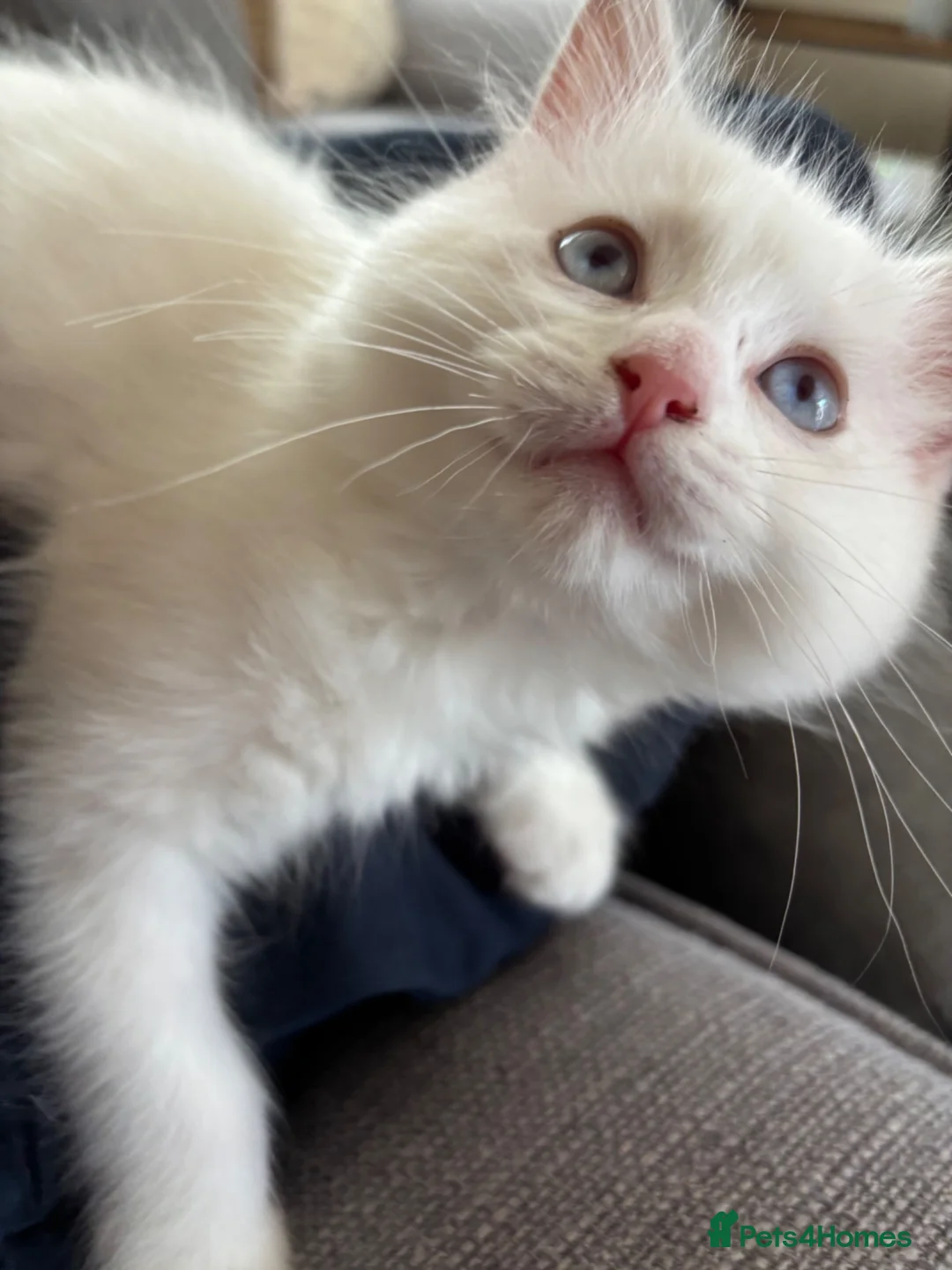 Ragdoll cats for sale: Lilac Ragdoll Kitten  - Advert 6