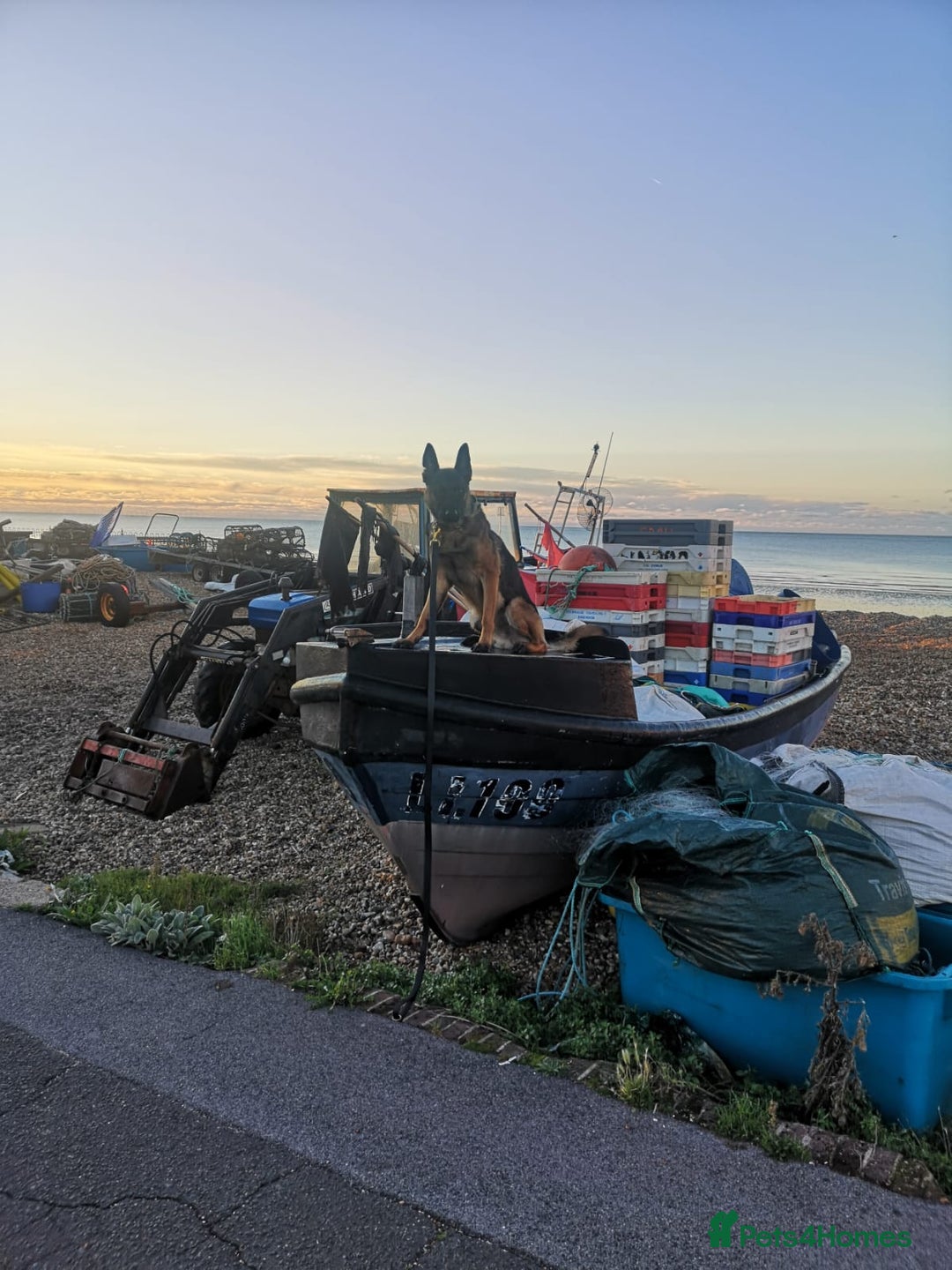 Belgian Shepherd Dog dogs for sale: Gorgeous Belgian Mali - Advert 3