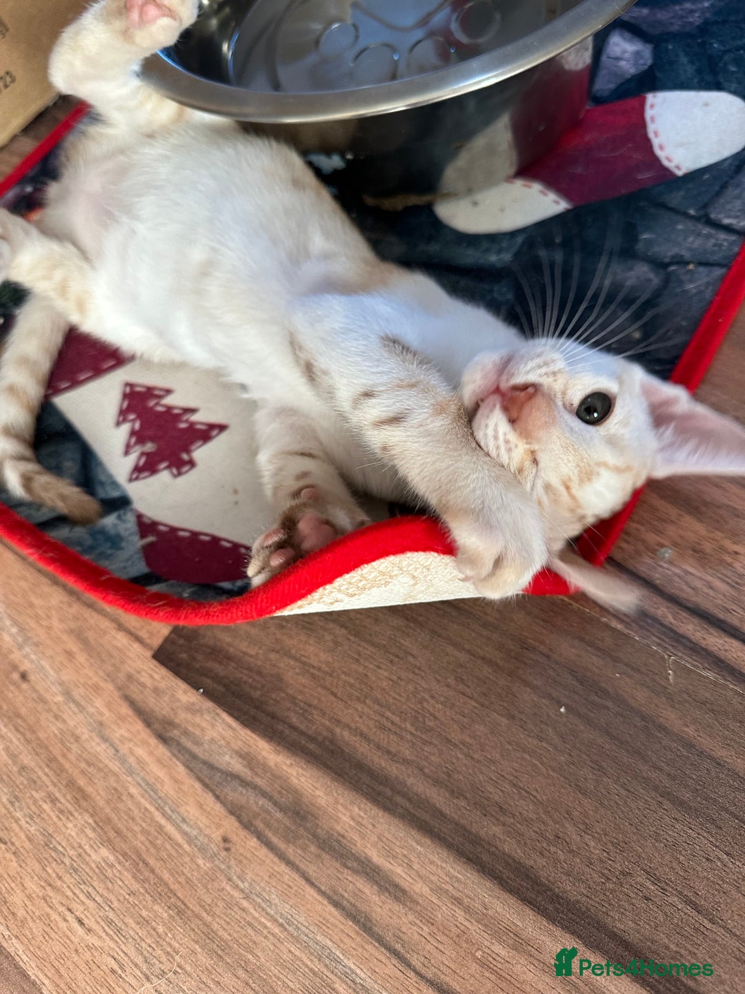 Mixed Breed cats for sale: Crossed Between Oriental short hair & White Bengal - Advert 25