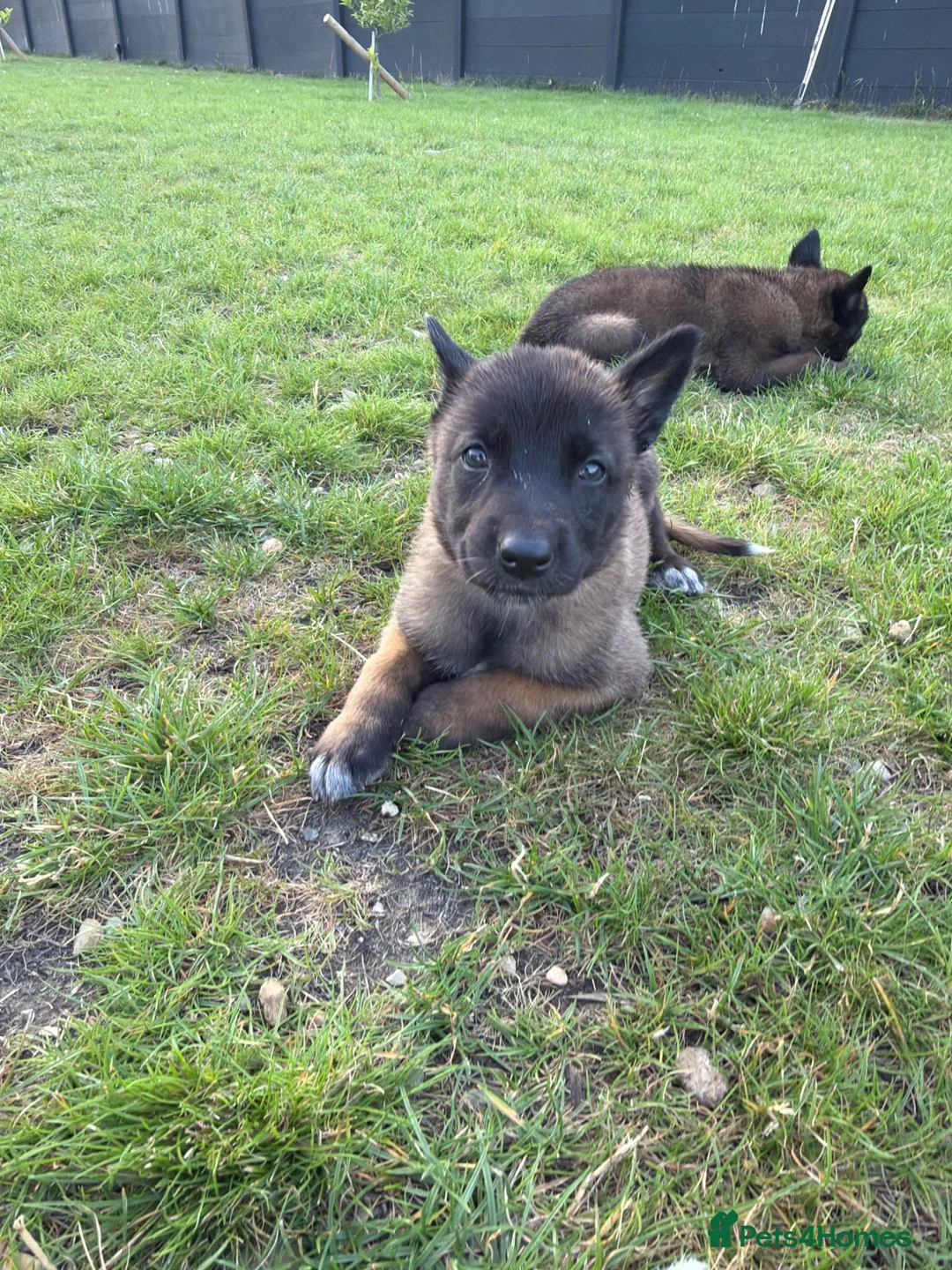 Belgian Shepherd Dog dogs for sale: Belgian shepards manolis  - Advert 21
