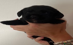 Springador dogs for sale: Springerdor puppies  - Image 9