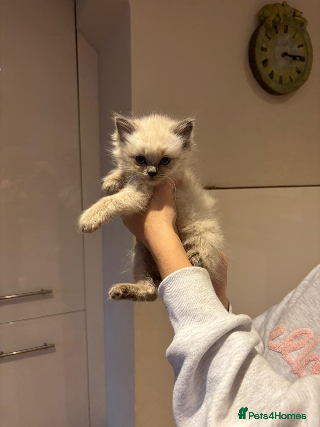 Ragdoll cats for sale: Last female Pure ragdoll kitten seal point  - Image 7