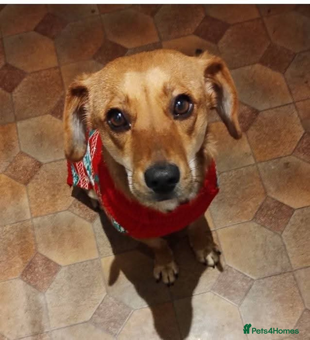 Mixed Breed dogs for adoption: Meet Wilma, currently residing in West Midlands  - Advert 2