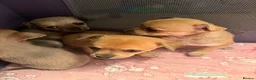 Chihuahua dogs for sale: Chihuahua puppies for sale  in Carlisle - Advert 5