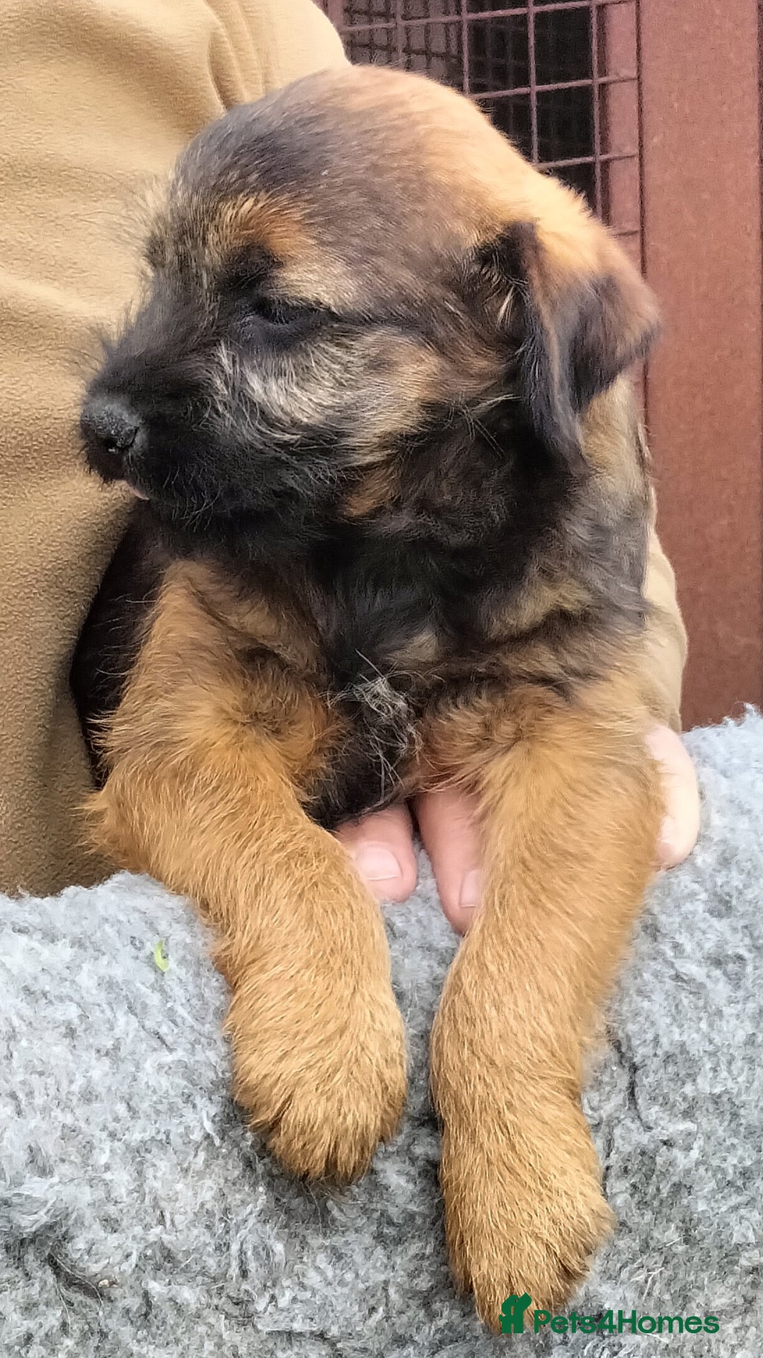 Border Terrier dogs for sale: BOY/DOG Grizzle & Tan Border terrier puppies.  - Image 7