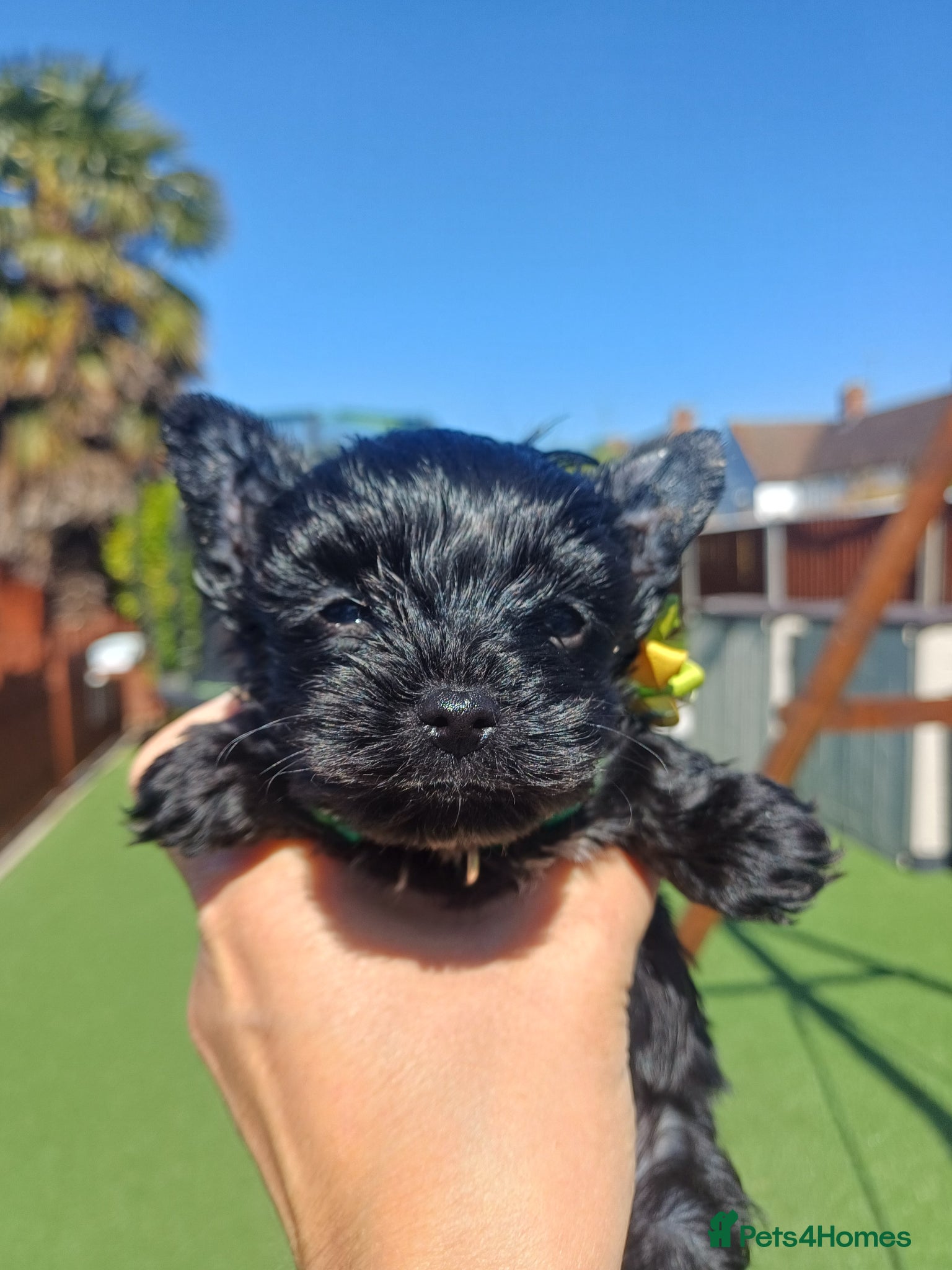Yorkshire Terrier dogs Ready go new homes! Rare Black Yorkshire Terrier  - Advert 17