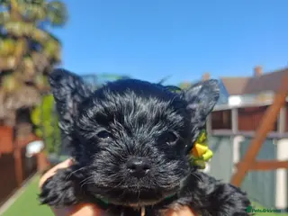 Yorkshire Terrier dogs Ready go new homes! Rare Black Yorkshire Terrier - Advert 17