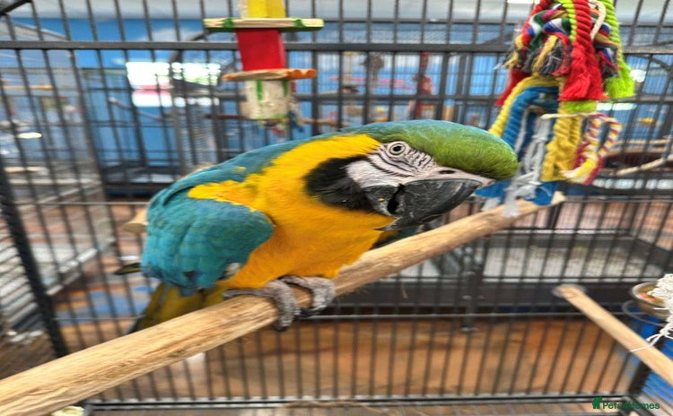 Macaws birds - Advert 1