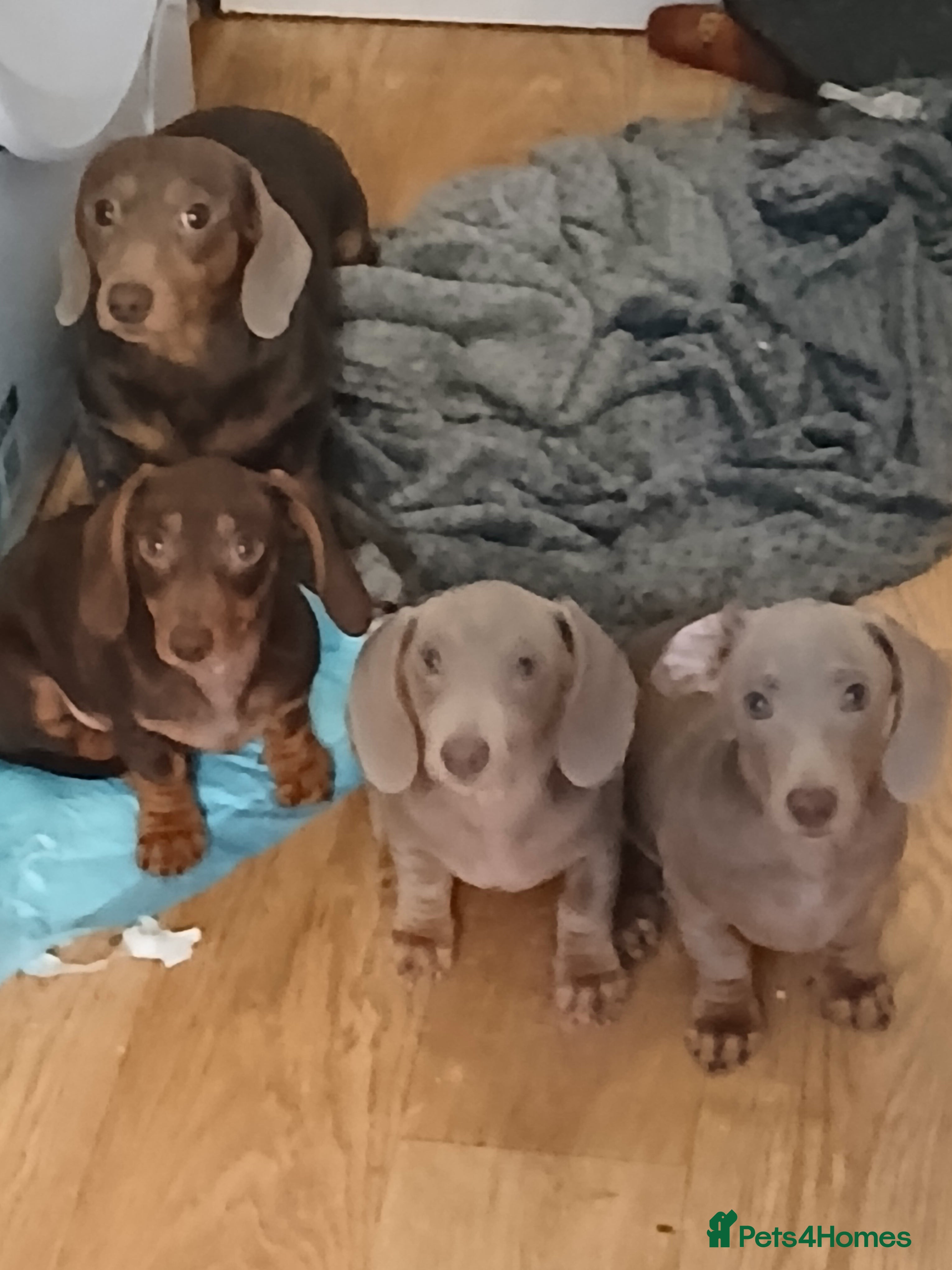 Dachshund dogs Now only 3 male mini dachshund puppies  - Advert 2