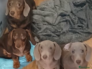 Dachshund dogs Now only 3 male mini dachshund puppies - Advert 13