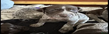 Elsie 