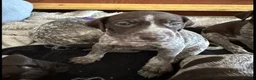 German Shorthaired Pointer dogs for sale: 🐾Last Boy Available! KC Registered GSP Puppy - Advert 11