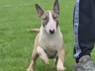 English Bull Terrier dogs Top Quality Health tested Pups - Advert 1