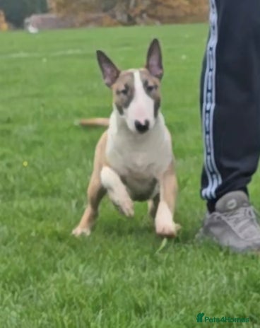 English Bull Terrier dogs Top Quality Health tested Pups - Advert 1