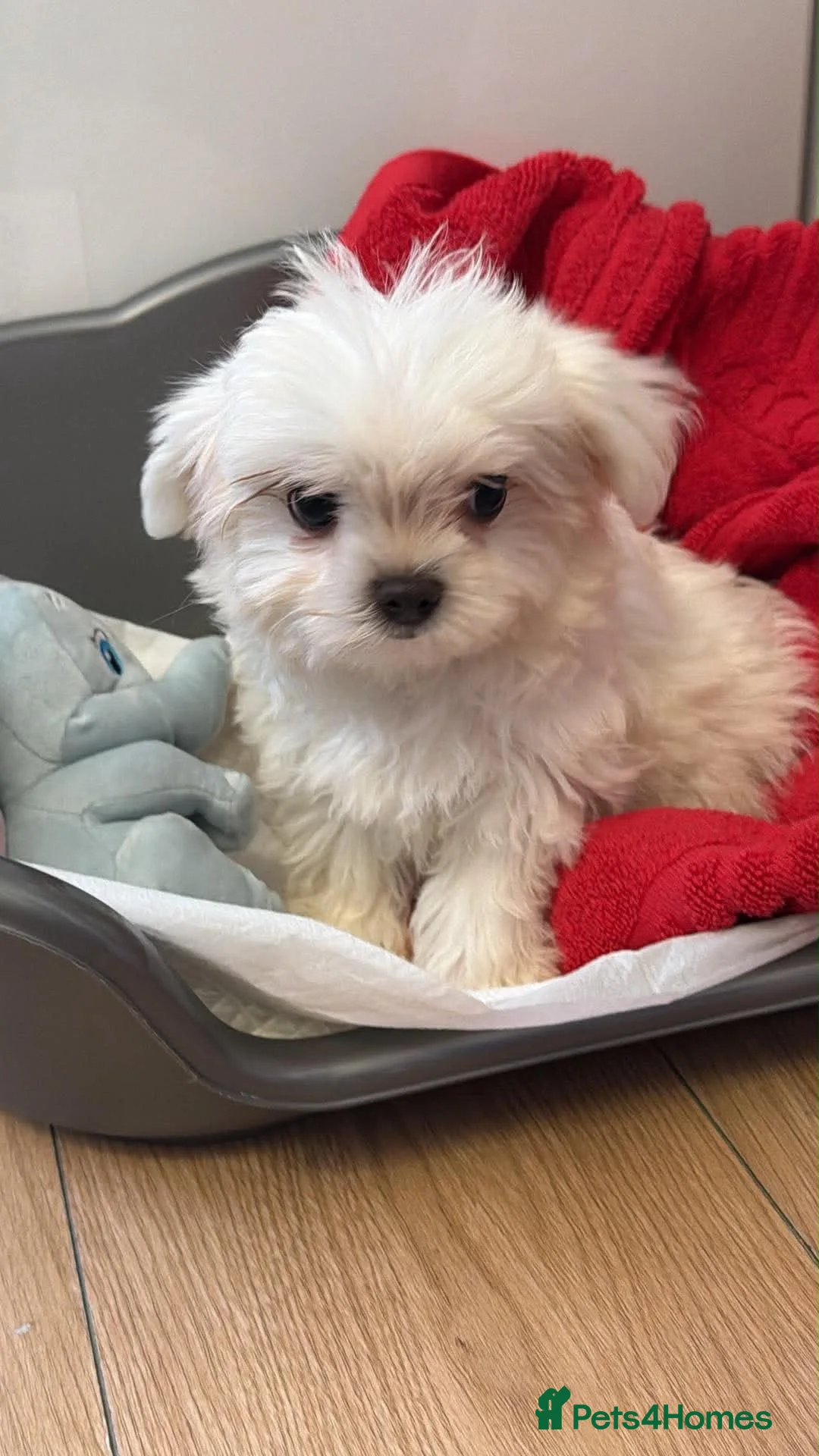 Maltese dogs for sale: Maltese  in Bilston - Advert 5