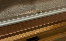 Gecko reptiles for sale: 2 x sand gecko and set up - Image 6