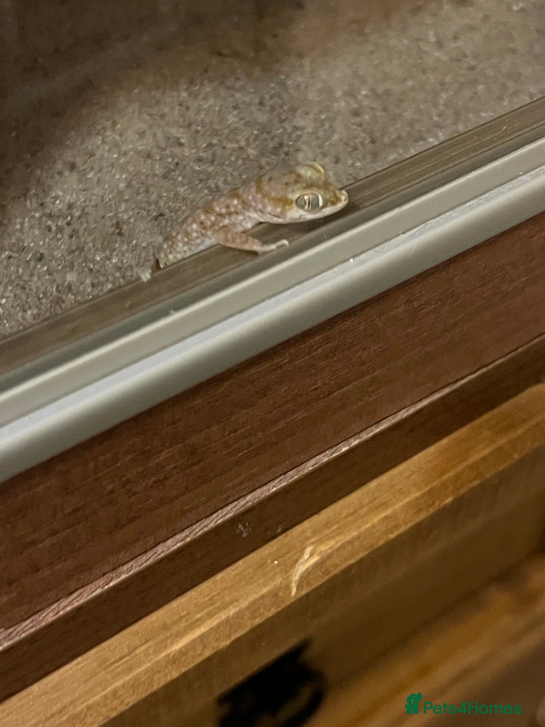 Gecko reptiles for sale: 2 x sand gecko and set up - Image 6