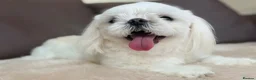 Maltese dogs for sale: Full Korean Male Maltese - Advert 8