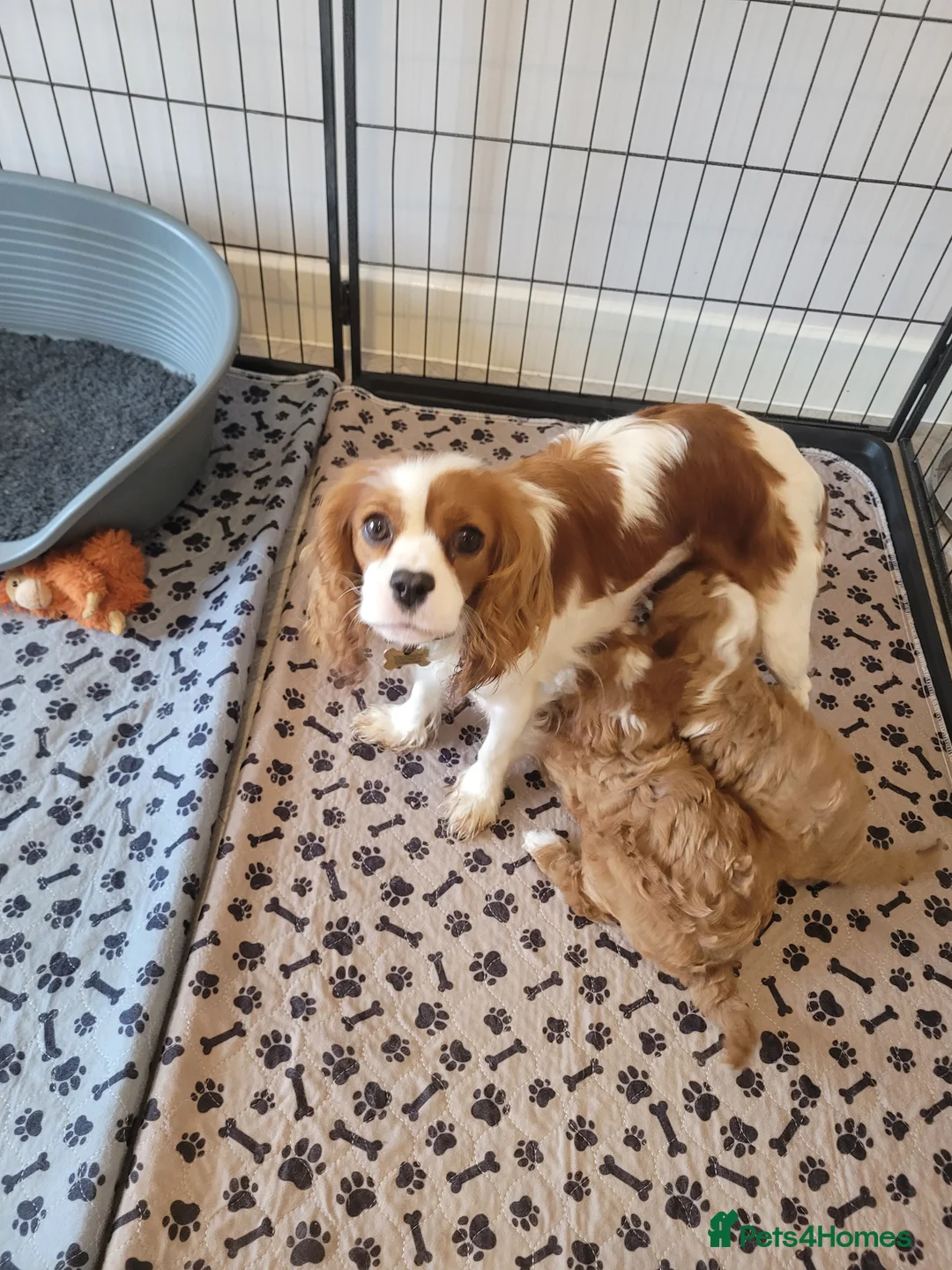 Cavapoo dogs for sale: Cavapoo puppys  - Advert 7