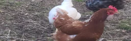 Chickens poultry for sale: 🐔 Fertile Hatching Eggs for Sale 🥚 - Advert 2