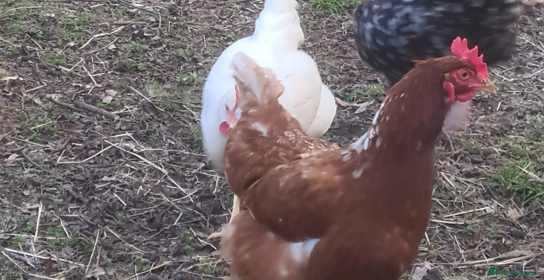Chickens poultry for sale: 🐔 Fertile Hatching Eggs for Sale 🥚 - Advert 2