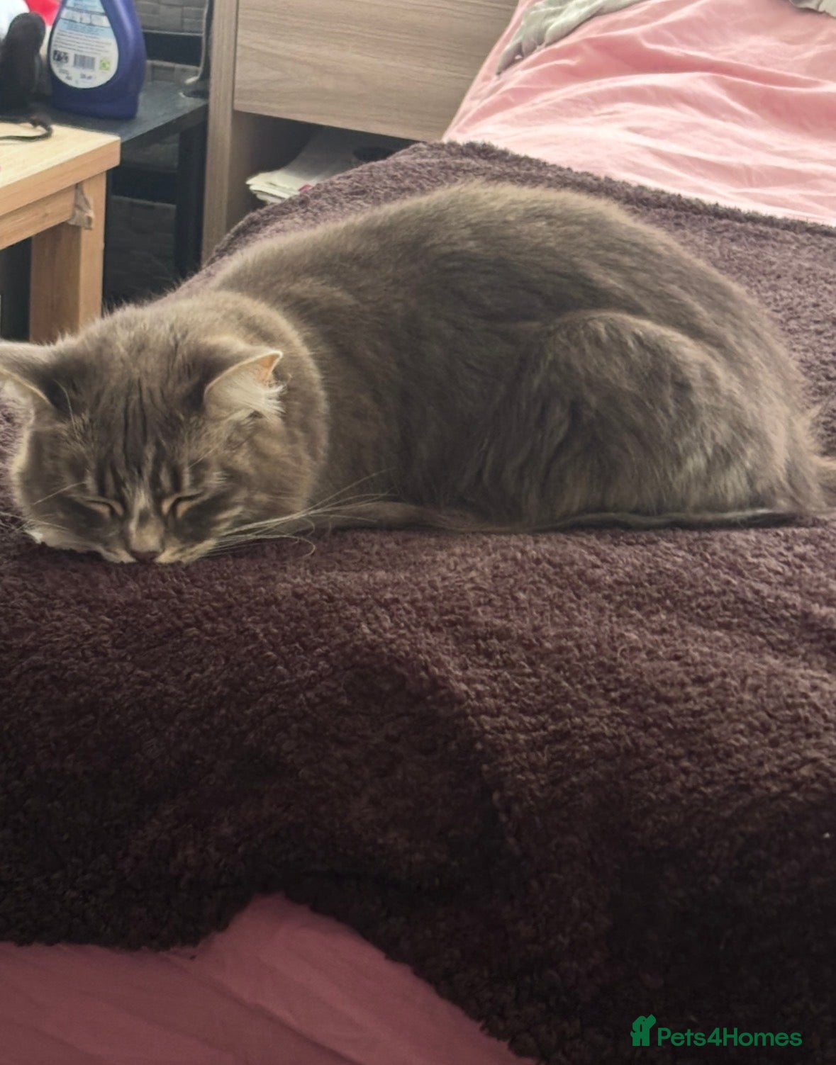 Mixed Breed cats Misty-Blue - Advert 1