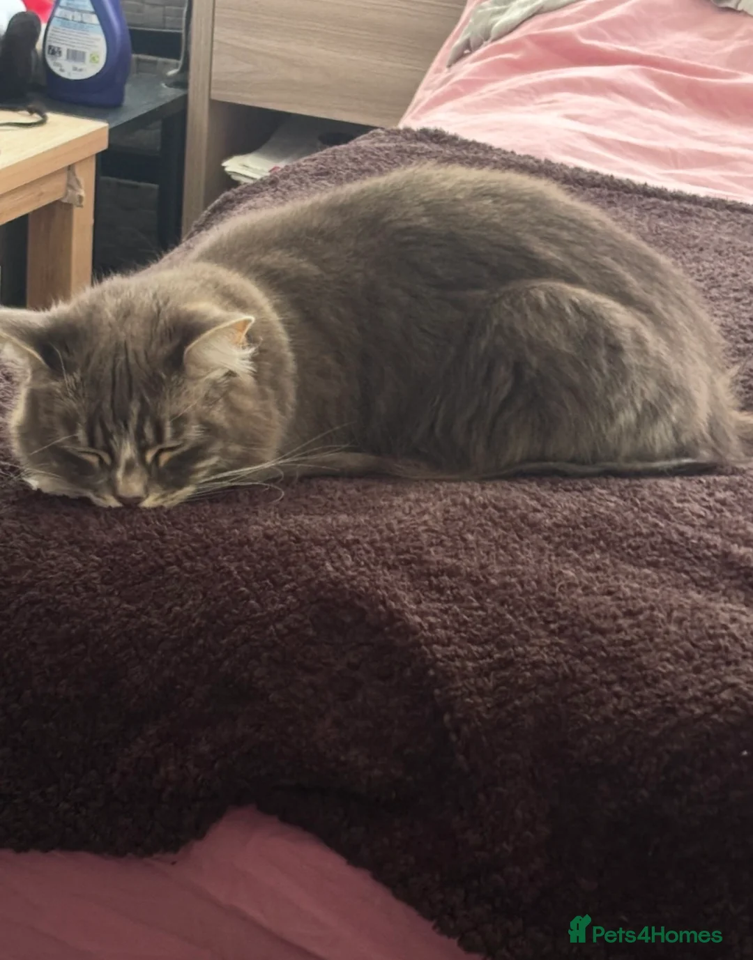 Mixed Breed cats for sale: Misty-Blue - Advert 1