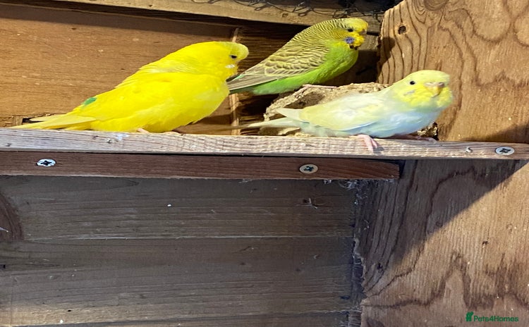 Budgerigars birds - Advert 1