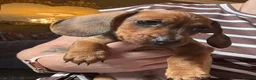 Miniature Dachshund dogs for sale: Miniature Dachshunds  - Advert 5