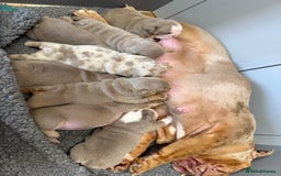 English Bulldog dogs for sale: Outstanding English bulldog puppies - Image 30