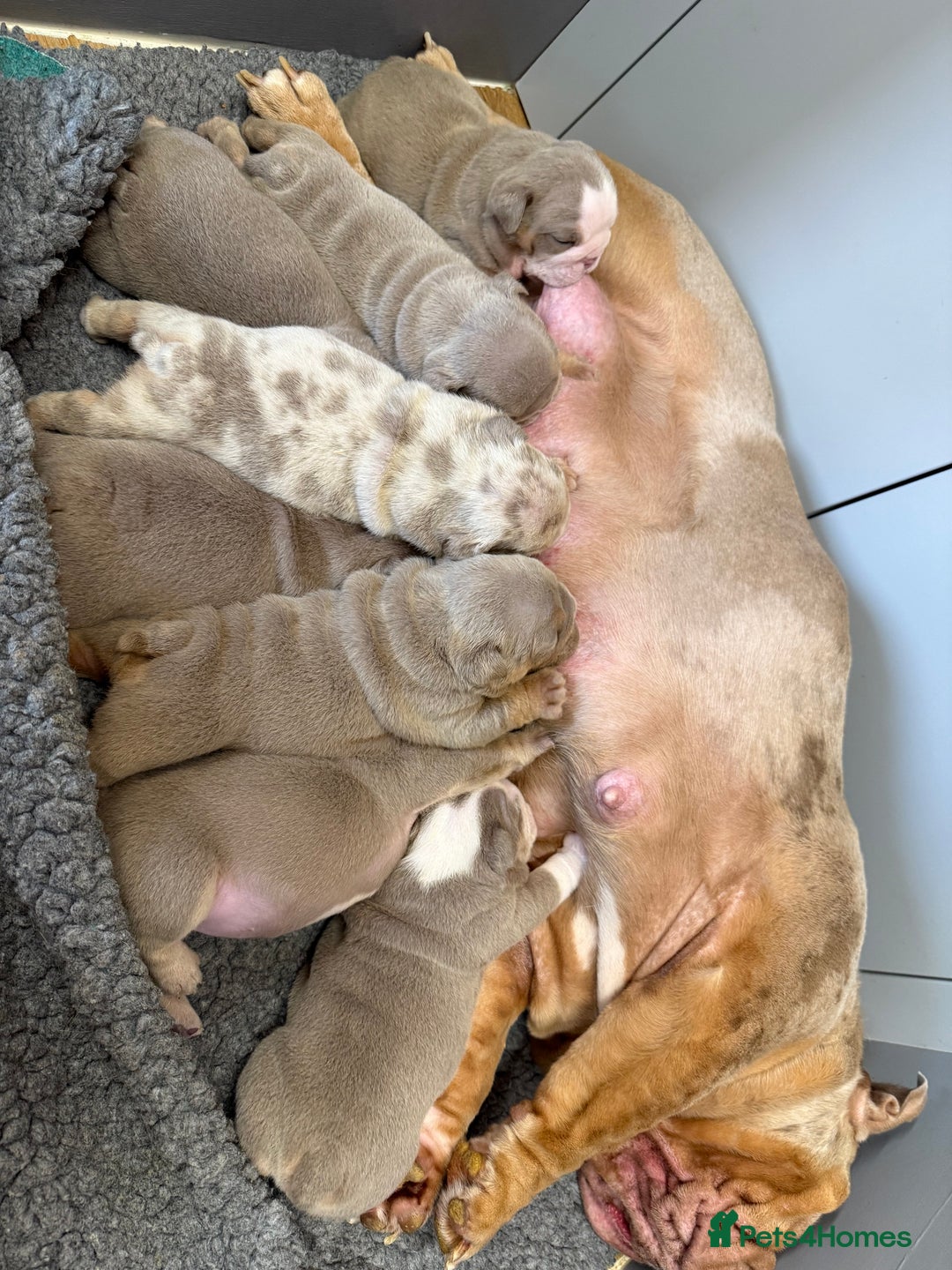 English Bulldog dogs for sale: Outstanding English bulldog puppies - Image 30