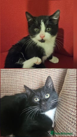 Mixed Breed cats - Advert 3