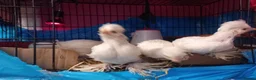 Chickens poultry for sale: Rare ornamental young sultan chickens - Advert 3