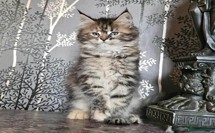 Maine Coon cats - Advert 2