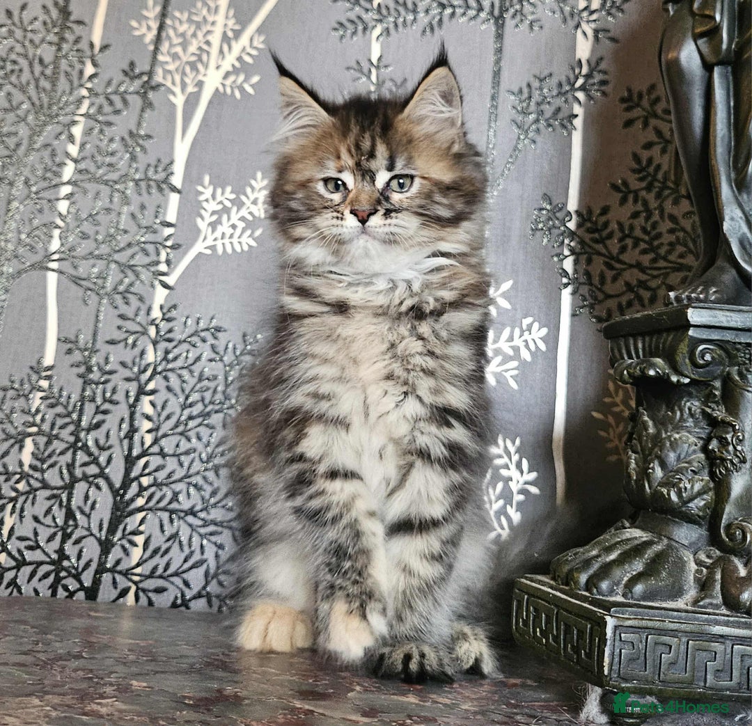 Maine Coon cats for sale: XXL Champion Line Maine Coons – Rare, Very Fluffy! - Advert 28