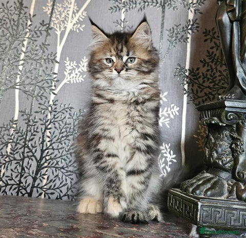 Maine Coon cats - Advert 3