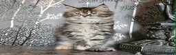 Maine Coon cats for sale: XXL Champion Line Maine Coons – Rare, Very Fluffy! - Advert 31
