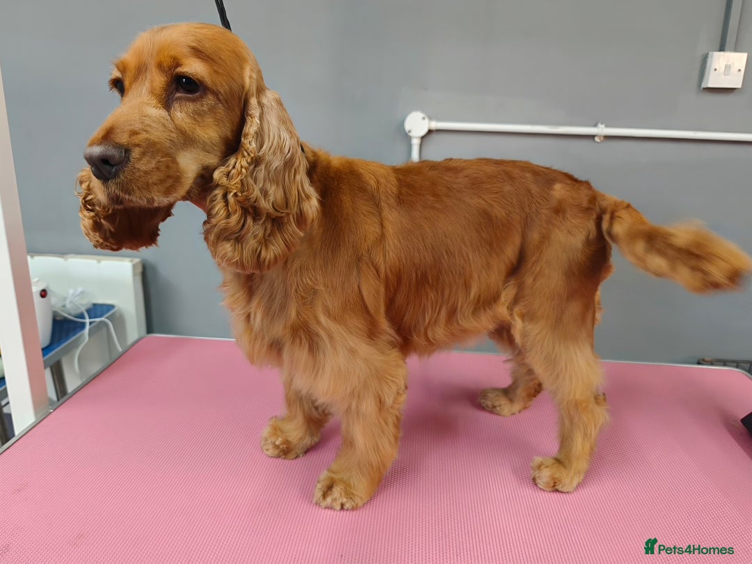 Cocker Spaniel dogs for sale: Two Cocker spaniel dogs. Girl and Boy - Advert 14