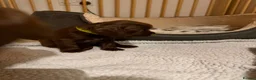Cocker Spaniel dogs for sale: 6 Liver Cocker Spaniel Puppies - Advert 10