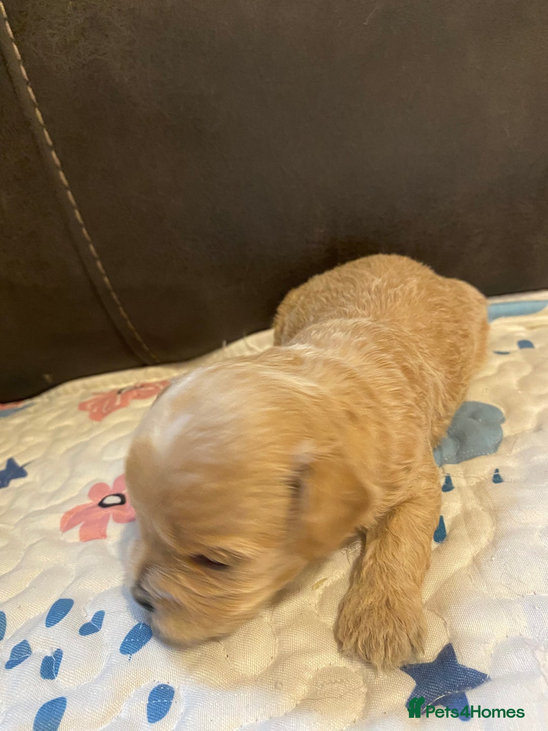 Maltipoo dogs for sale: Adorable Maltipoos Puppies  - Advert 14